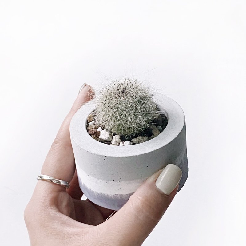 (In stock) Morandi purple series | Yuweng small round three-color irregular gradient Cement cactus planting - ตกแต่งต้นไม้ - พืช/ดอกไม้ สีม่วง