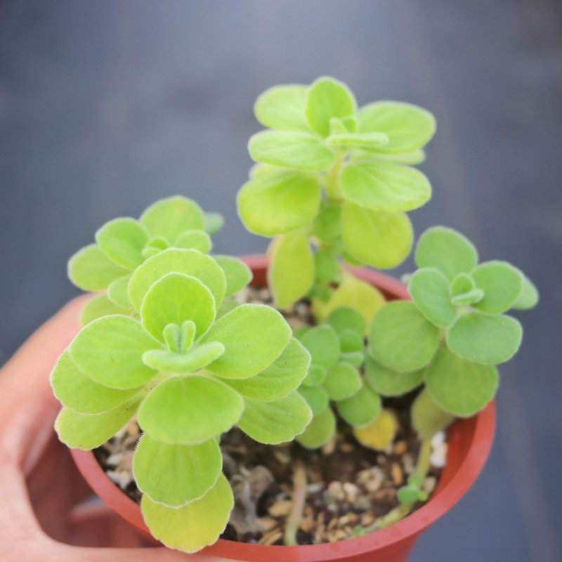 [Doudou Succulents] Housewarming│Gifts│Promotion│Succulents│-Small-leaf Indian Mint - ตกแต่งต้นไม้ - พืช/ดอกไม้ 
