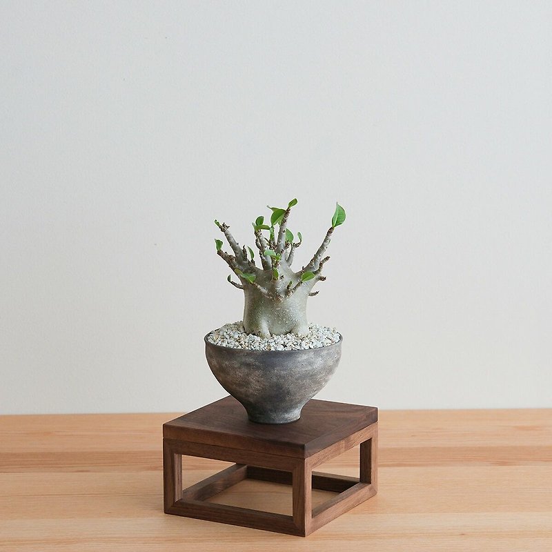 FAVORMADE | Planter Stand S / Three-sided planter/flower stand S size - เฟอร์นิเจอร์อื่น ๆ - ไม้ 