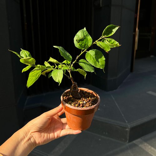 筑紫紅梅ツクシコウ∣梅花小品盆栽- 設計館mu bonsai 茉莉愛草植栽 