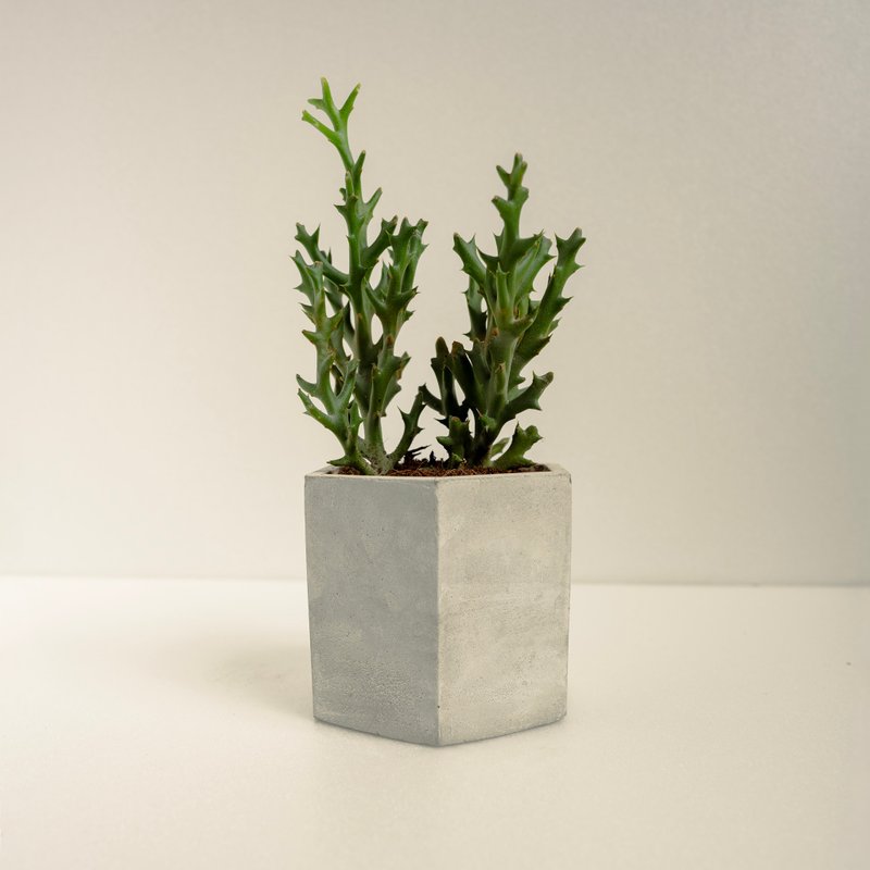銀角珊瑚│泥作系列│福所栽 - 盆栽/植栽 - 水泥 綠色