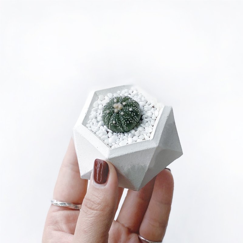 (In stock) White and gray gradient series | Xingdou geometric polygonal gradient Cement succulent plants - ตกแต่งต้นไม้ - พืช/ดอกไม้ สีเทา