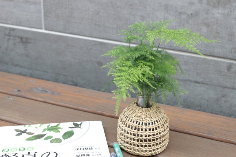 Hydroponics planting l Asparagus (bridal flower)_Indoor plants office potted shop decoration gifts - ตกแต่งต้นไม้ - แก้ว 