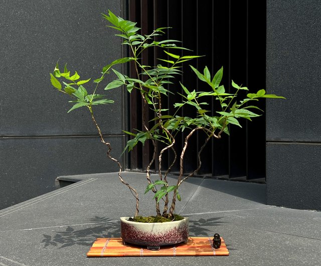 辰砂釉鉢ウルシ盆栽 茶道の様子 苔盆栽 | - ショップ mu bonsai 観葉植物 - Pinkoi