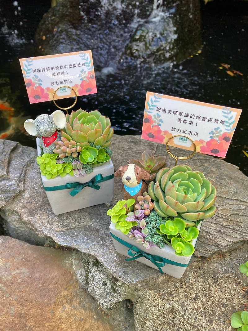 [Urgent order available] Free customized card/safe delivery/succulent potted plant/ Cement pot/opening Tanabata