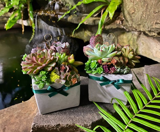 お急ぎ対応可能】無料名入れカード／安心配送／多肉植物鉢植え
