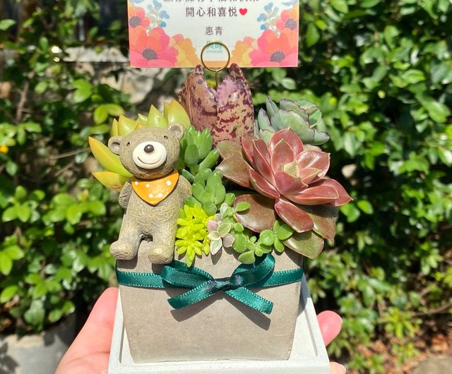 【鉢ごと宅急便】 ムーンストーン錦　胴切しっかり活着、元気いっぱい♪︎　多肉植物 鉢ごと宅急便】 ムーンストーン錦 胴切しっかり活着、元気