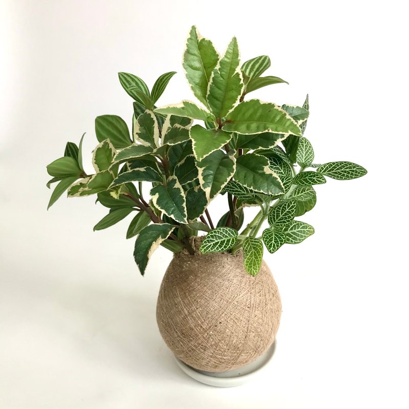 斑葉黃金萬兩 手作組合植栽苔球 - 盆栽/植栽 - 植物．花 