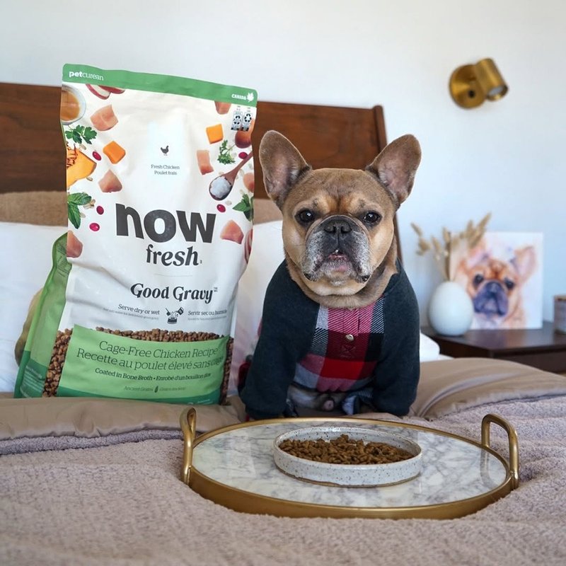 【狗主食】now 雞肉 小型成犬 高湯天然糧 乾濕兩吃 狗飼料 狗糧 - 貓/狗罐頭/鮮食 - 新鮮食材 