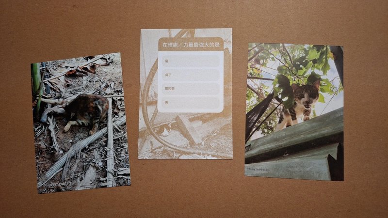 Cat Postcard 貓攝影明信片 一組三款 貓咪 屋頂上 土地上 黑洞裡 - 卡片/明信片 - 紙 多色