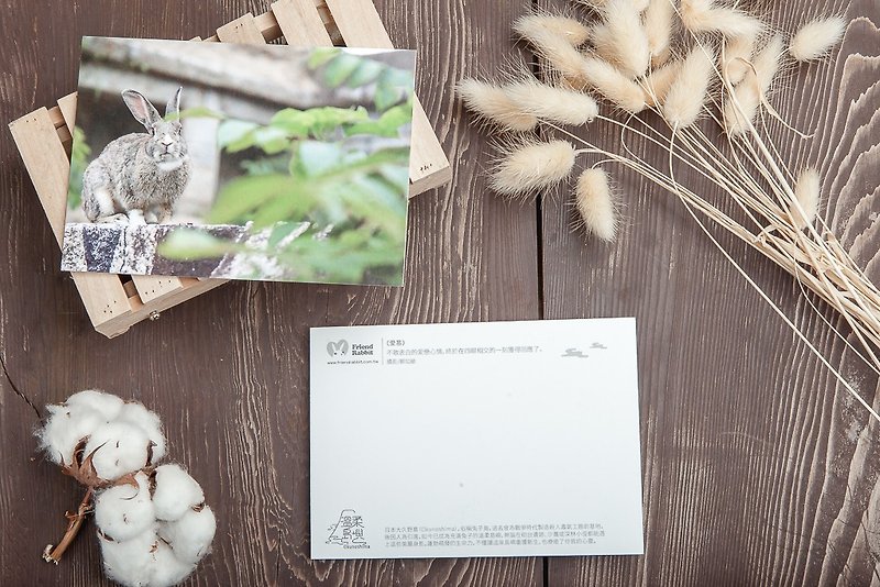 兔子攝影明信片- 愛慕 - 心意卡/卡片 - 紙 灰色