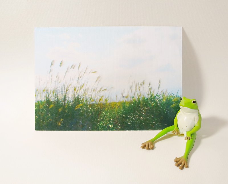 Quietly draw cool card / multifunctional storage postcard / Miscanthus - Cards & Postcards - Paper Green