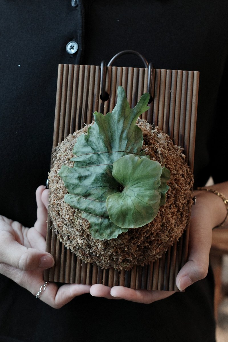 侏儒女王鹿角蕨 - 盆栽/植栽 - 植物．花 