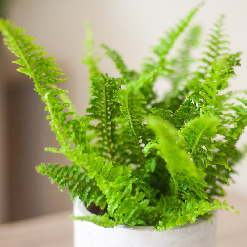 蕾絲蕨盆栽 觀葉植物 居家辦公室 室內 室外種植 - 盆栽/植栽 - 植物．花 綠色