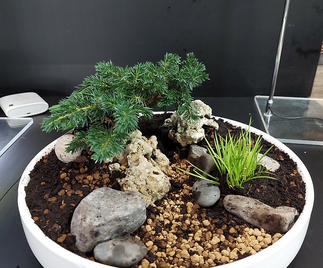 Japanese style garden bonsai Ak-3030 white porcelain round basin Zen style  secret reverie healing - Shop greenhill Plants - Pinkoi