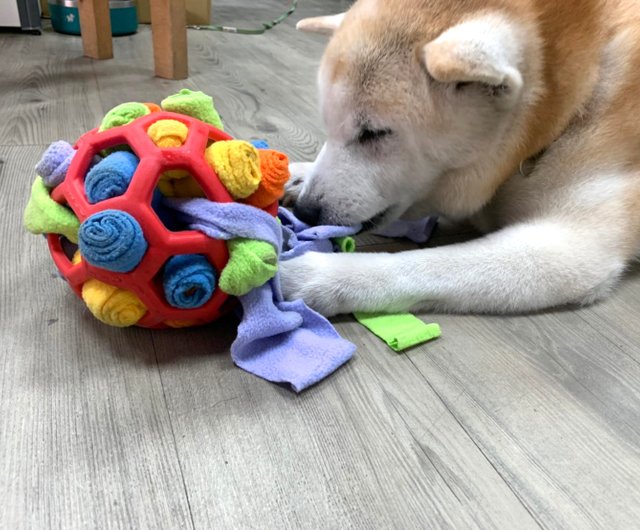 Shiba Inu University Pet Sniffing Fried Ball Sniffing Ball Sniffing Toy Dog  Toy Tibetan Food Toy - Shop shibauni Pet Toys - Pinkoi