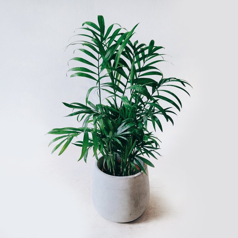 袖珍椰子 - 盆栽/植栽 - 水泥 灰色