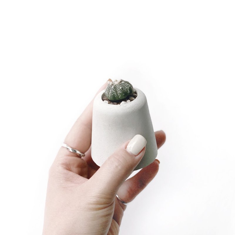 (現貨) 純灰系列 | 星兜 小山丘造型水泥多肉植栽 - 盆栽/植栽 - 植物．花 灰色