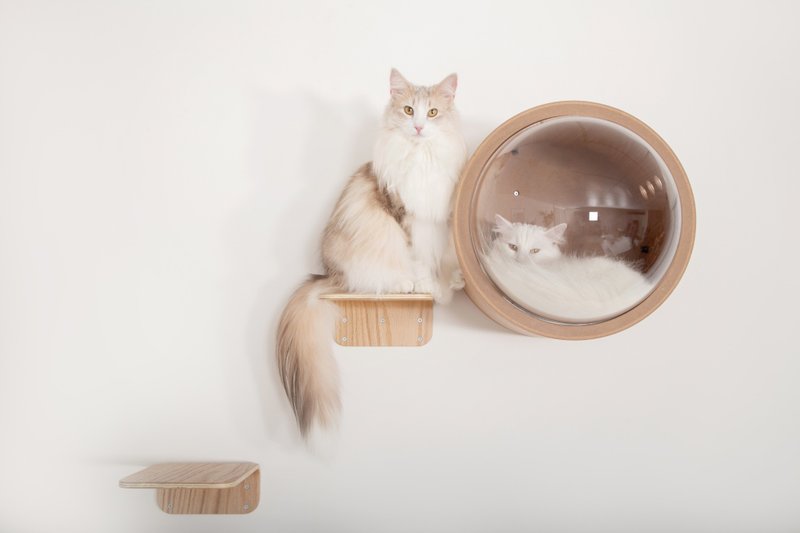 Wall Mounted Cat Shelves | Lack (2pcs) | MYZOO - Scratchers & Cat Furniture - Wood Brown