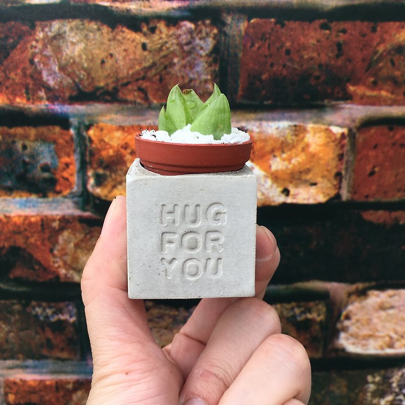 あなたのために抱きしめなさいあなたのために抱きしめなさい。多肉植物の磁石鉢植え - 観葉植物 - コンクリート グレー