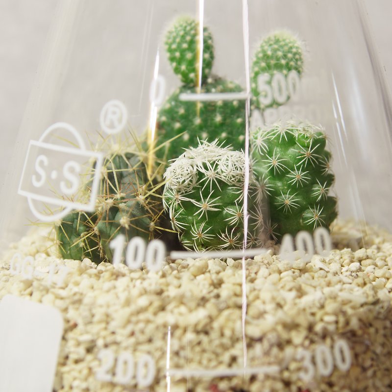 Micro-view in a bottle-500ml conical beaker/cactus meat - Plants - Glass Green