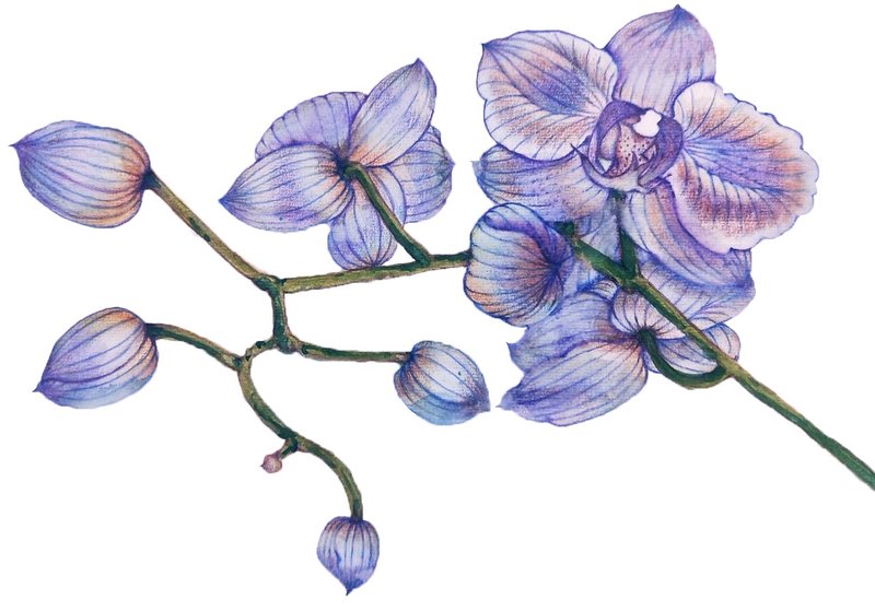 蒔花繪影-色鉛水彩 - 插畫/繪畫/寫字 - 其他材質 