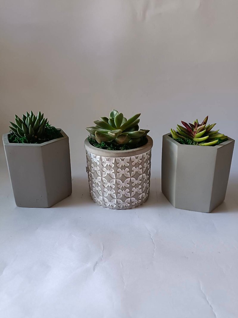 [Popular] Succulents Cactus potted as gifts for personal use - Plants - Cement 