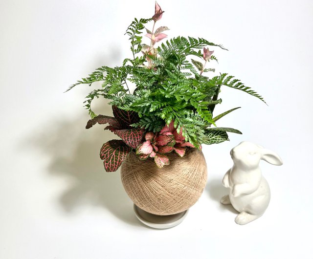 レッド網草 六種混合植栽 苔玉 - ショップ friendrabbit 観葉