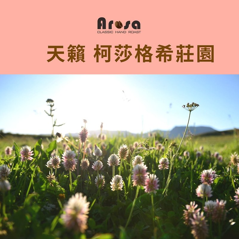 【Arosa】Natural sun-dried light roasted coffee beans SCA international professional roasting - Coffee - Other Materials White