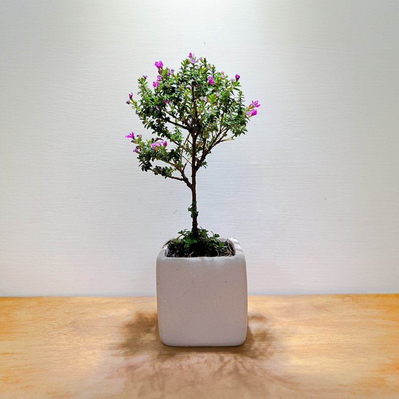 細葉雪茄花(含花器.可雕刻) 全年皆會開花 - 盆栽/植栽 - 植物．花 