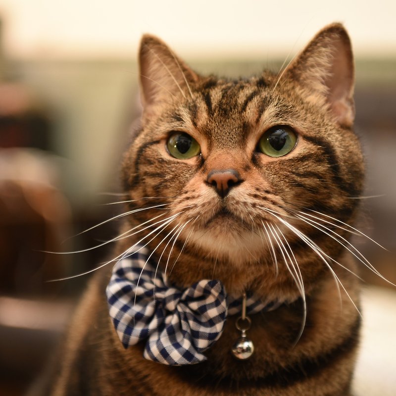 【ZAZAZOO】 cat collar accessories - blue and white (excluding collar) - Collars & Leashes - Polyester Blue