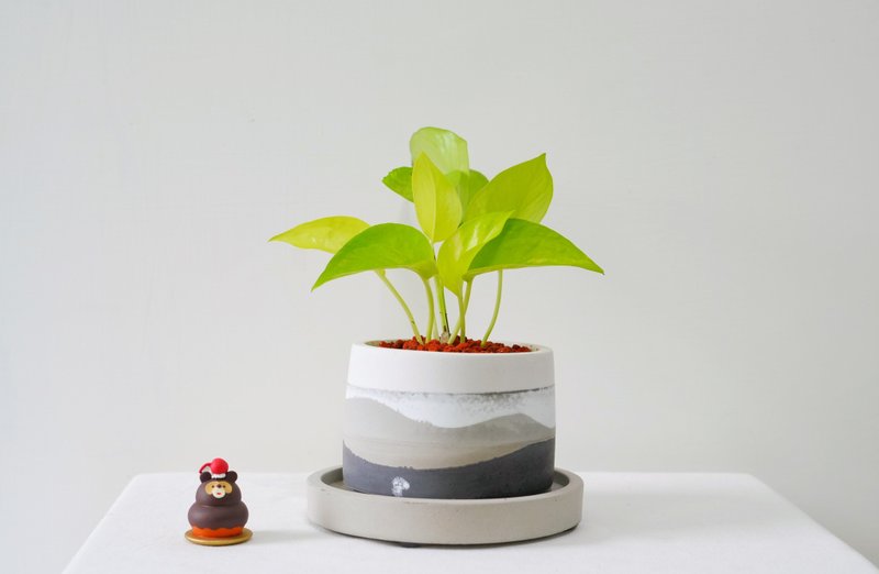 室內植物•黃金葛水泥盆栽 / 可客製英文字母 - 植栽/盆栽 - 水泥 多色