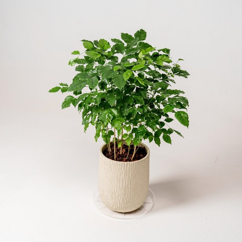 幸福樹 旺旺樹 發財樹 奶白色樹紋落地小盆栽 開幕花盆 觀葉植物 - 盆栽/植栽 - 植物．花 