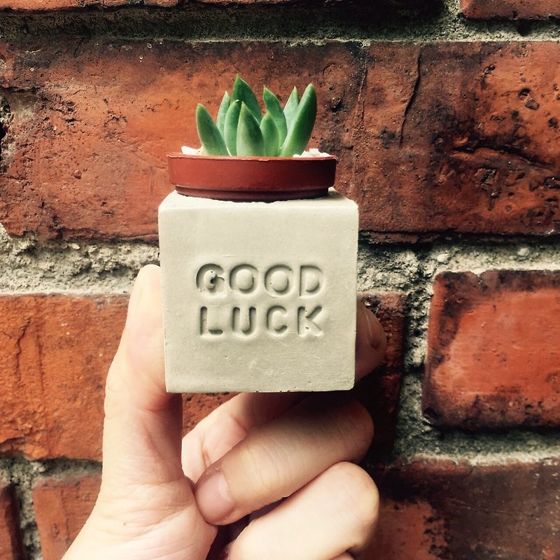 Good luck~! Magnet succulent potted plant - Plants - Cement Gray