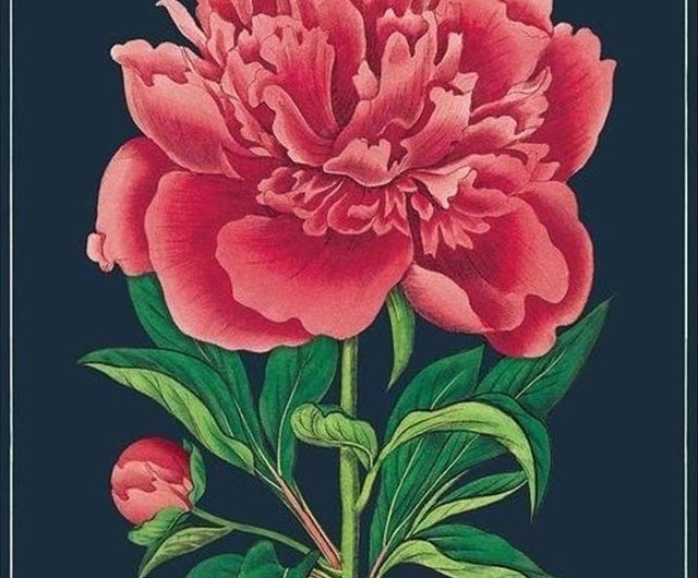 Cavallini & Co. ポスター/包装紙フラワーシリーズ（各種