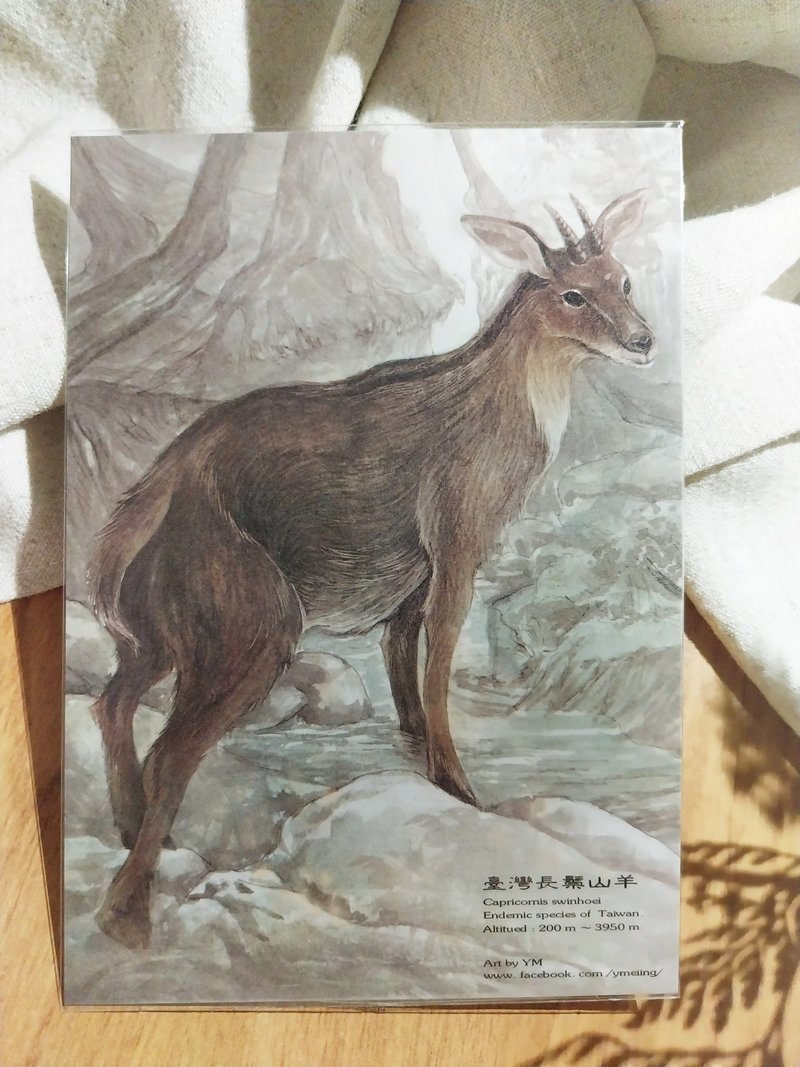 長鬃山羊-臺灣特有動物系列-特有種 台灣 明信片 - 卡片/明信片 - 紙 