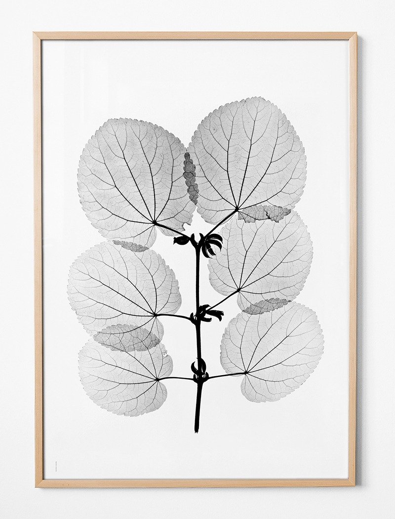 Tor G. Nitzelius Design X-ray 植物写真 - POSTER KATSURA POST - ポスター・絵 - 紙 グレー