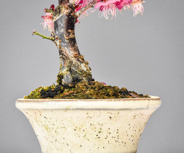 紅梅(大盃) Plum Blossom | 盆景星球Bonsai Planet - 設計館盆景星球