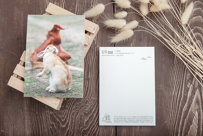 Rabbit Photography Postcard-Bidet - การ์ด/โปสการ์ด - กระดาษ สีแดง