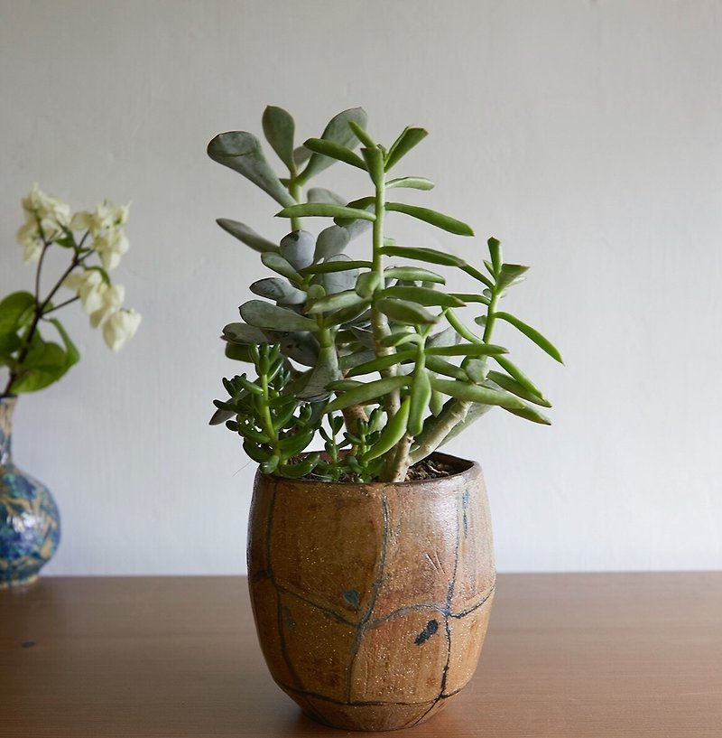 Tortoise shell diary _ pottery flower pot - Plants - Pottery Brown