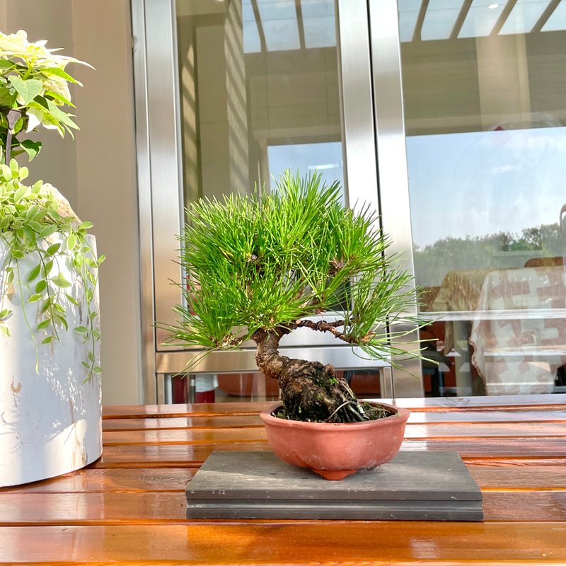 小品盆栽-黑松 盆景 送禮 - 盆栽/植栽 - 植物．花 