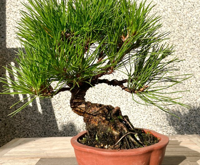 小品盆栽-黑松盆景送禮- 設計館野趣小品盆栽Rustic Charm Bonsai 植栽