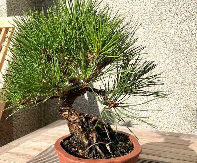 黒松　盆栽　逸品　大品盆栽　bonsai 中品盆栽 小品盆栽 bonsaiukiyoe | 黒松 #盆栽 #黒松 #ミニ盆栽 #小品盆栽 #bonsai