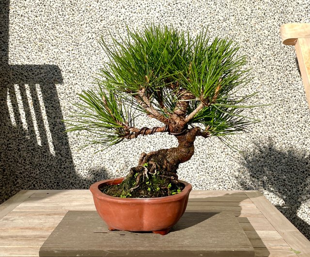 小品盆栽-黑松盆景送禮- 設計館野趣小品盆栽Rustic Charm Bonsai 植栽