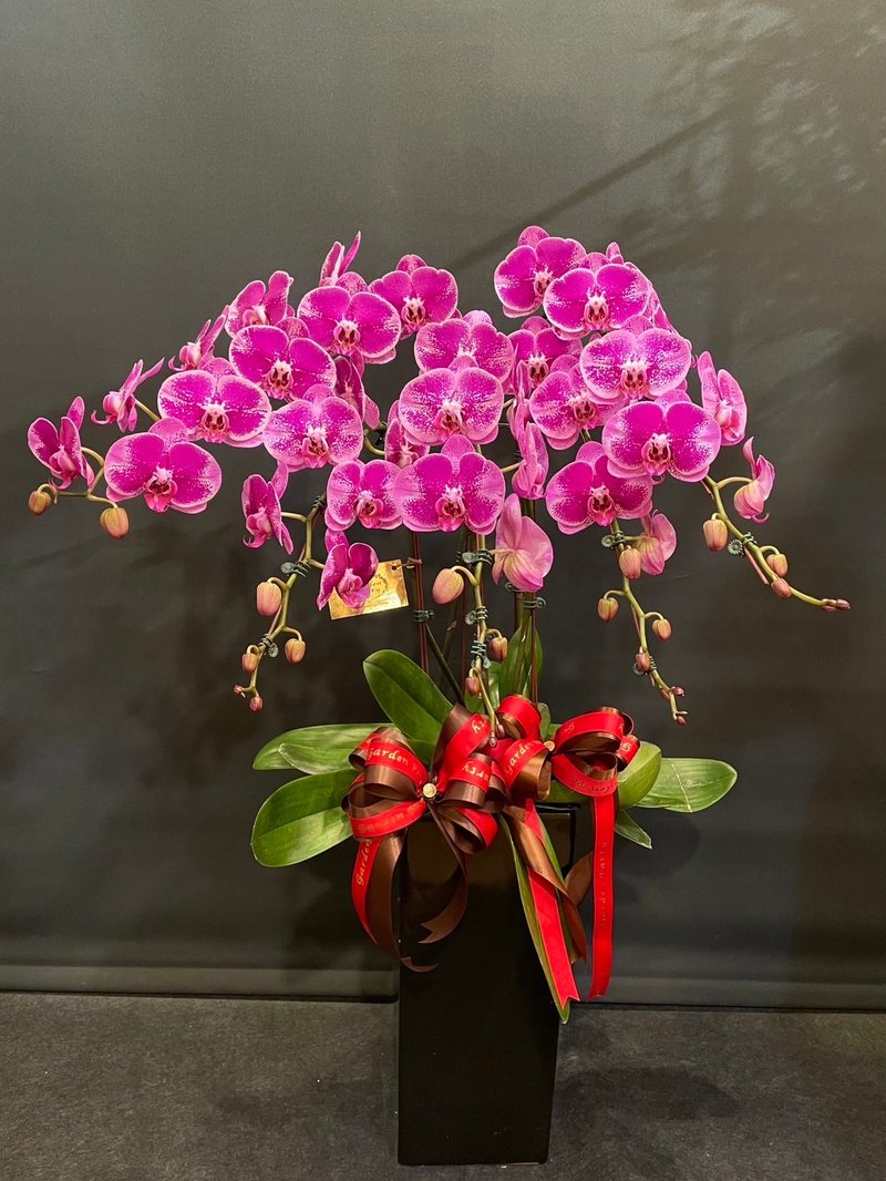 Beautiful Girl Phalaenopsis NEW YEAR-19 - Plants - Plants & Flowers 