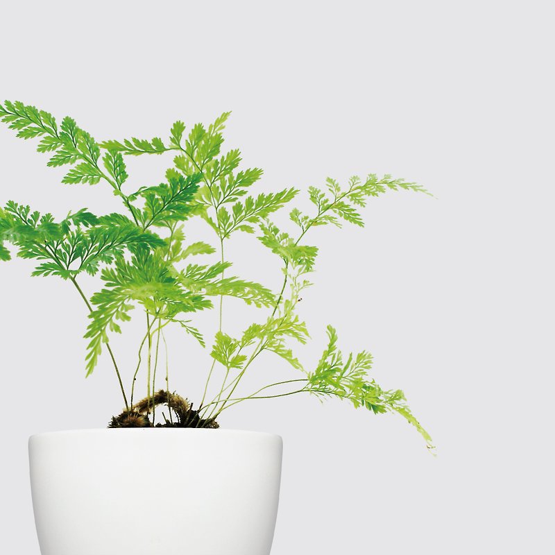 │ Rhinoceros Series│ Rabbit's Foot Fern-Fern Air Purification Hydroponic Potted Plants Automatic Water Replenishment - Plants - Plants & Flowers White