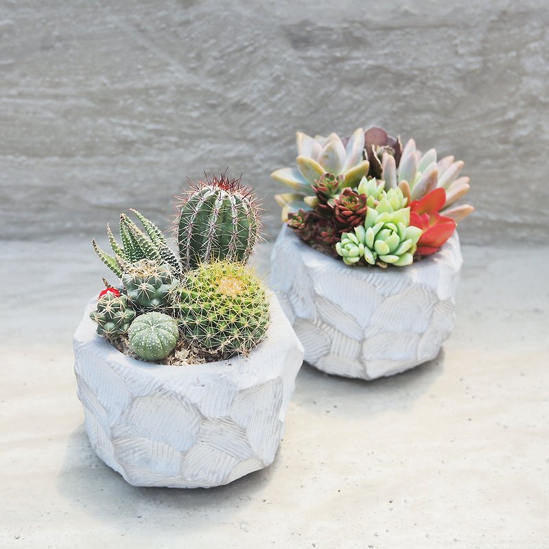 [Doudou Succulents] Housewarming│Gifts│Promotion│Succulent Plants│- Cement hand-engraved short round style set - Plants - Cement 