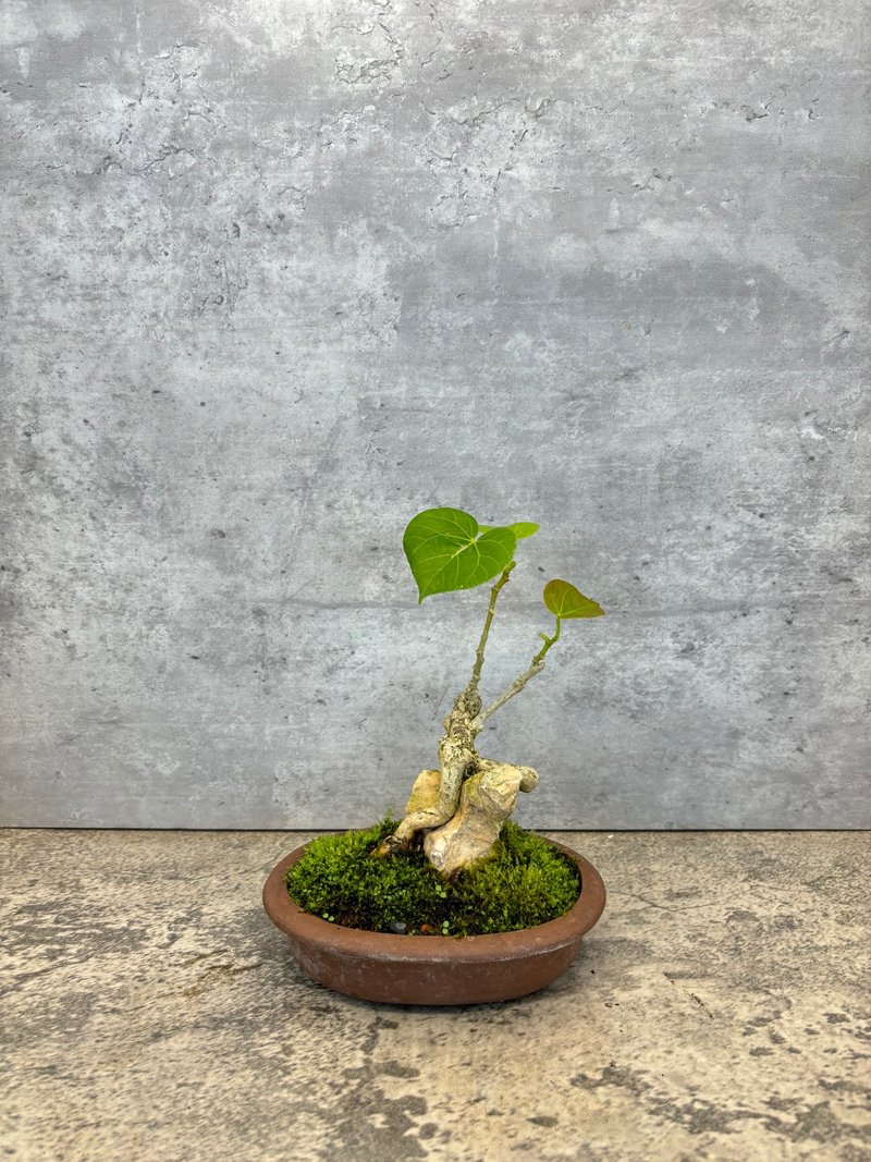 附石黃槿 – 自然共生的靜謐美感 - 盆栽/植栽 - 植物．花 