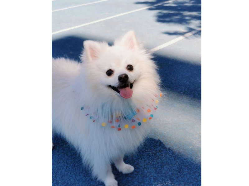 【iC原創】網紗寵物圍兜彩色波點 - 寵物衣服 - 其他材質 