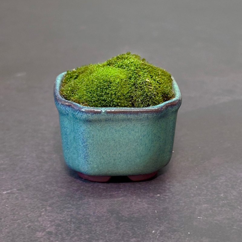 Moss Thumb Bowl - Curly Leaf Wetland Moss - ตกแต่งต้นไม้ - พืช/ดอกไม้ 